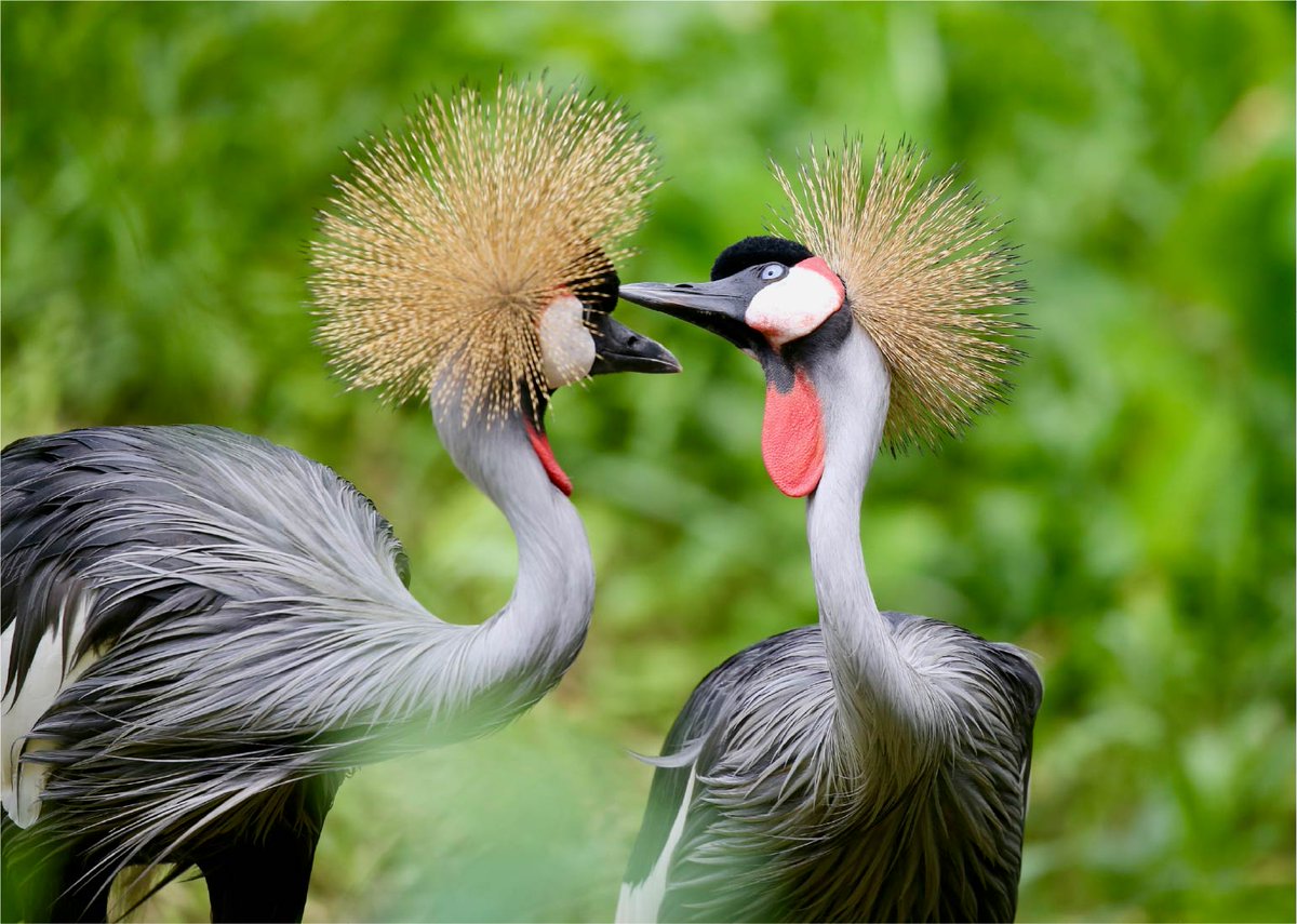 SafariChapter's tweet photo. Discover why Uganda is Africa's best-kept secret with Uganda Safari Chapter. Explore. gorilla trekking, wildlife safaris, eco-tourism, hidden gems, and authentic African adventures in Pearl of Africa
#Ugandasafari #VisitUganda #pearlofAfrica 
https://t.co/b13M6wYPsb https://t.co/ryApH8FQEu