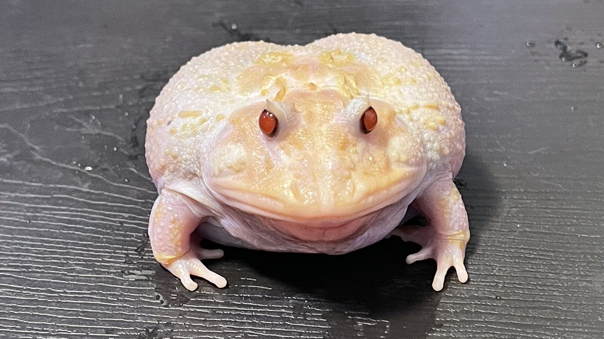 ♡シュウさま♡ カワイイ〜（৹ᵒ̴̶̷᷄ ᴗ)♡