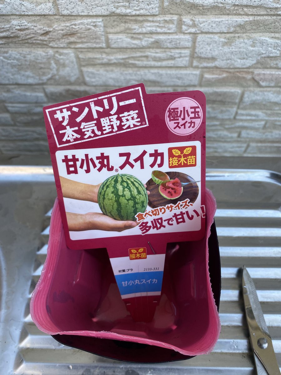 PCMAX777's tweet photo. 小玉スイカ「甘小丸」を
10ガロン不織布プランターへ植え付け🍉

接ぎ木苗＋立体栽培に挑戦。
籾殻マルチもしてみました。

今年は甘いスイカ収穫を目指します！

#家庭菜園
#スイカ栽培
#小玉スイカ
#甘小丸
#プランター栽培 https://t.co/i9hgVJA4Ec