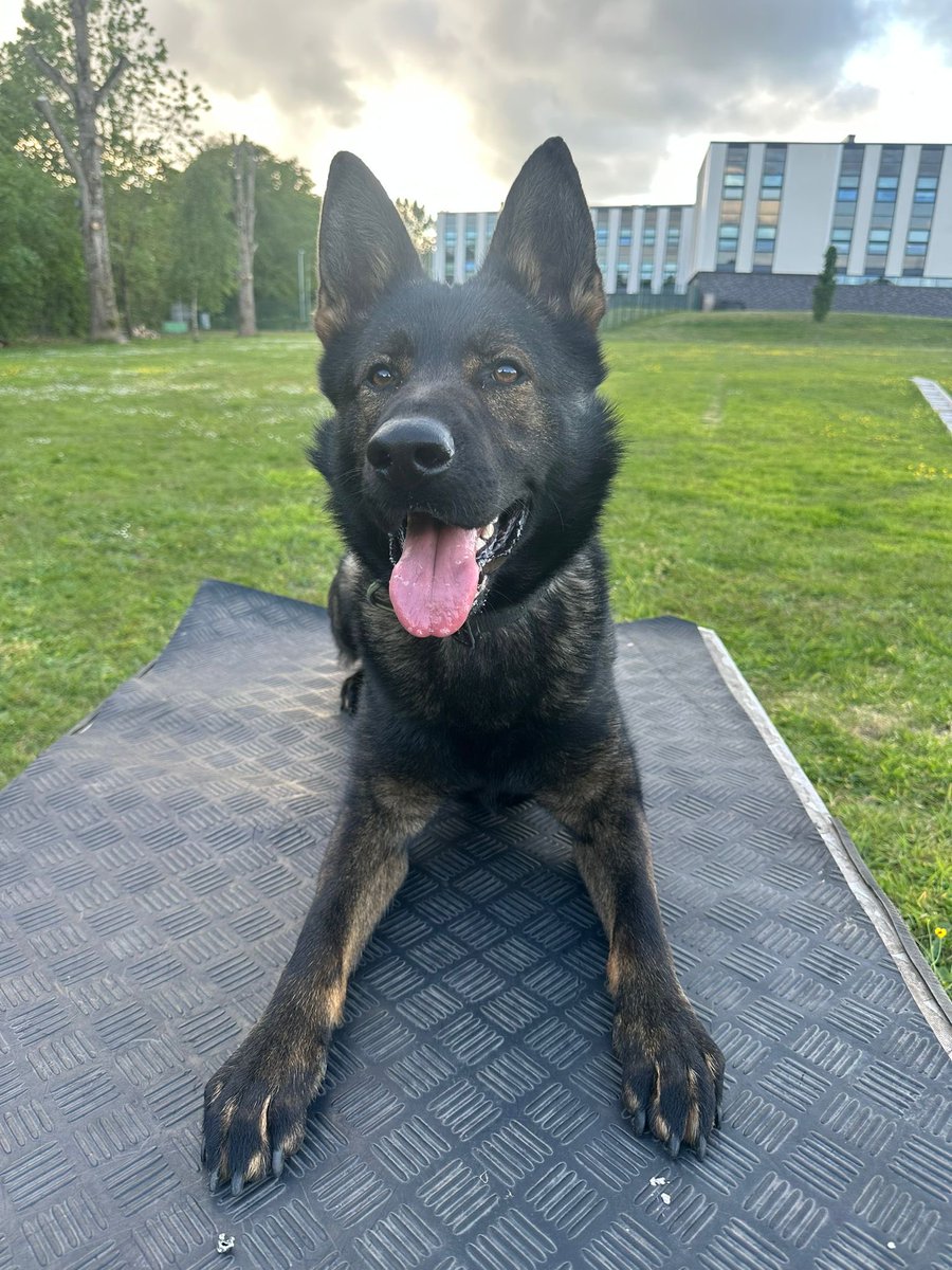 Devon Police Dogs tweet media