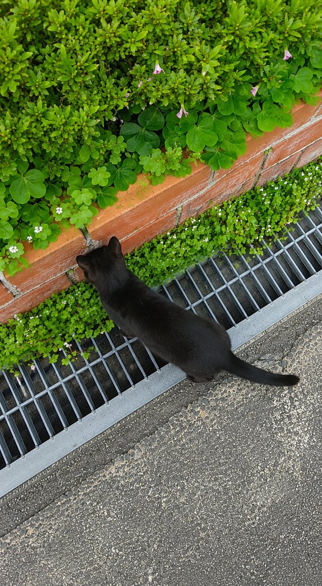 黒猫ちゃん❣️ 可愛い〜🐈‍⬛🐾💕💕💕
