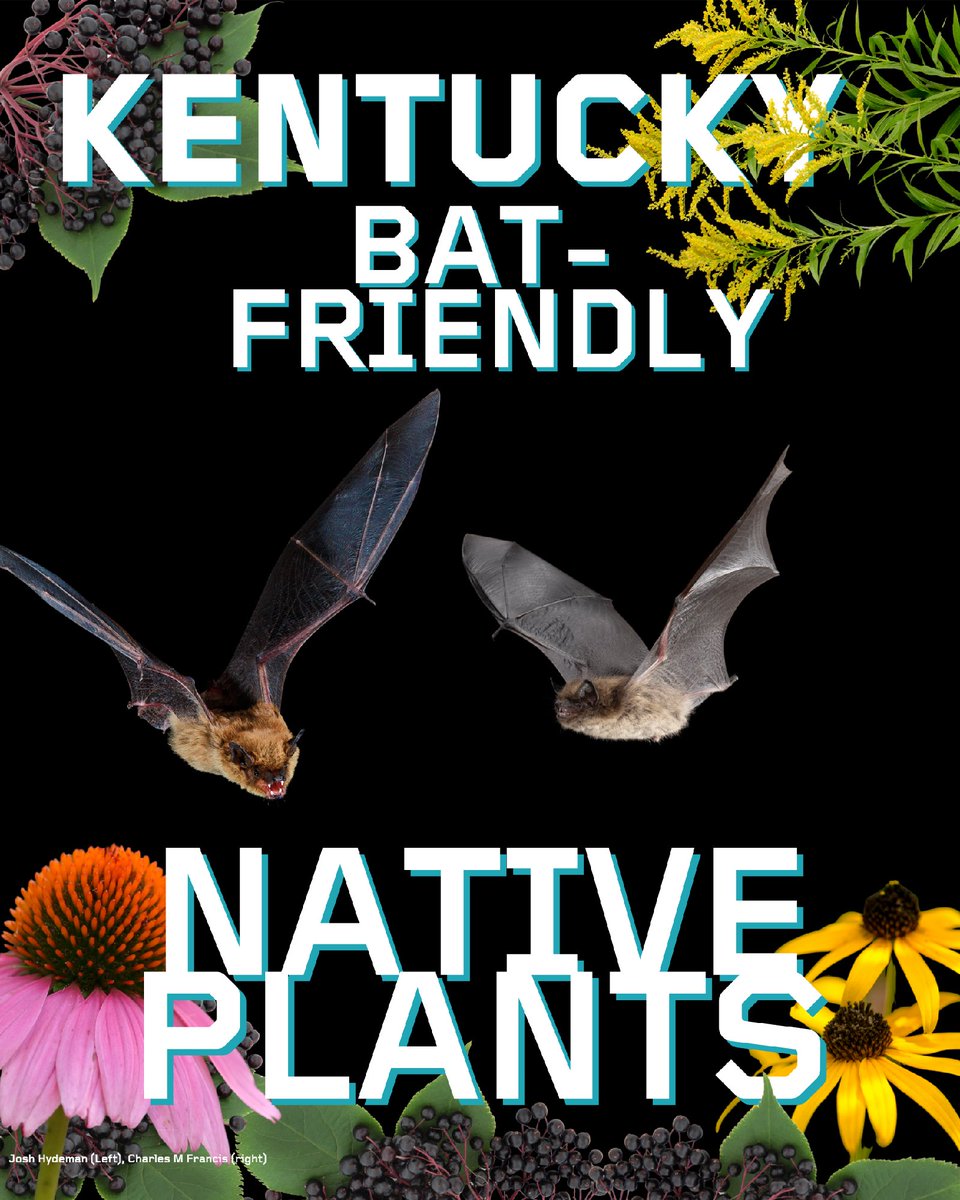 BatConIntl's tweet photo. Who's getting lucky in Kentucky? The bats and the bugs, if you plant a bat-friendly garden! 🌸 
You can welcome bats in your very own backyard by providing food, water, and shelter – creating bat habitat in even the smallest of spaces. Learn more 👉 https://t.co/U8VmR1GcUM https://t.co/rQju3H0gjd