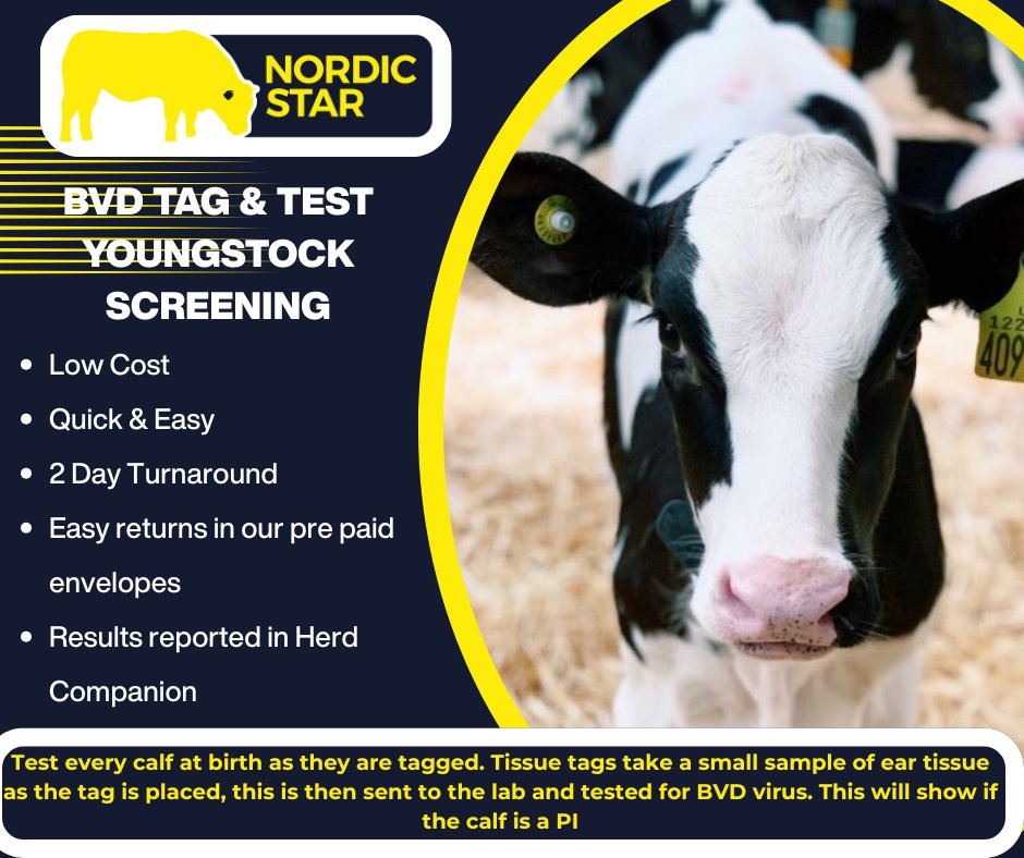 NMRgroup's tweet photo. 🟨🐮 Mandatory annual BVD screening in Wales! Nordic Star offers testing &amp; tissue sampling tags. Order now: https://t.co/tt0VVerr2Z #BVDTagAndTest #BVD #WelshFarming #NordicStar #CattleHealth https://t.co/v3aV2rRO1h