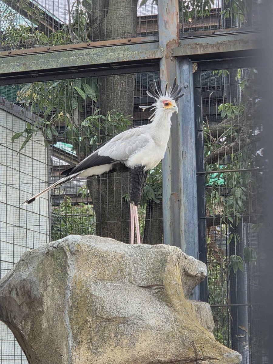 東武動物公園【公式】リュウくん tweet media