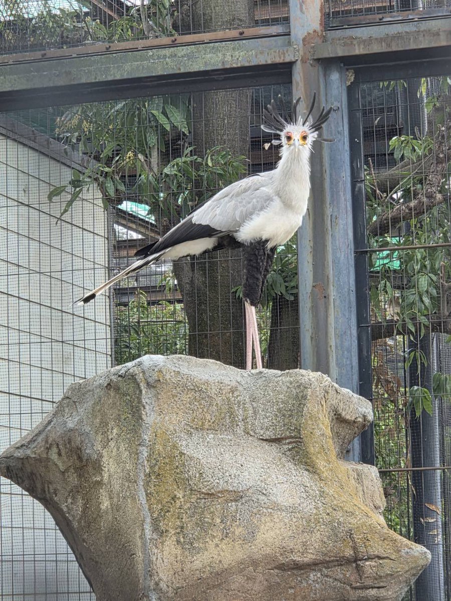 東武動物公園【公式】リュウくん tweet media