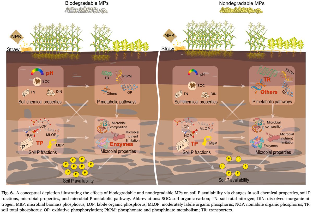 ykuzyakov's tweet photo. NEW in Agriculture, Ecosystems & Environment
Microplastics affect #soil #phosphorus availability independently of long-term cropping systems & #fertilization
https://t.co/XnaxgfNg8r
50-day Free: https://t.co/R6n8EwcVNn
#agriculture #soilhealth #microbialbiomass #Microplastics https://t.co/19VOEnKXmn
