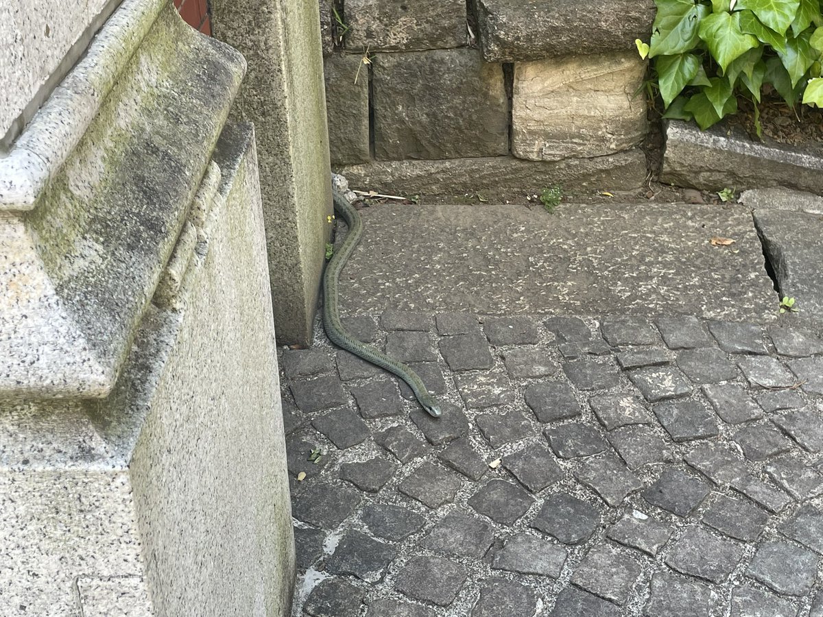 sugoisugoitool's tweet photo. 🐍もいます https://t.co/6nY7B1wC6b