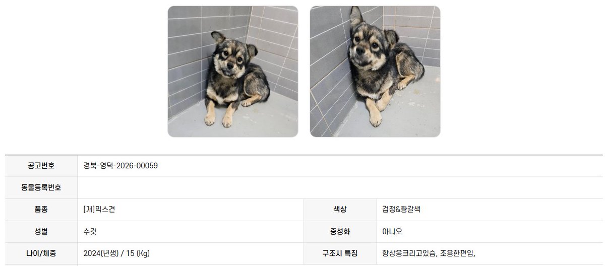 오늘의 강아지 추천 tweet media