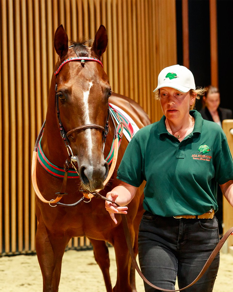 ARQANA tweet media