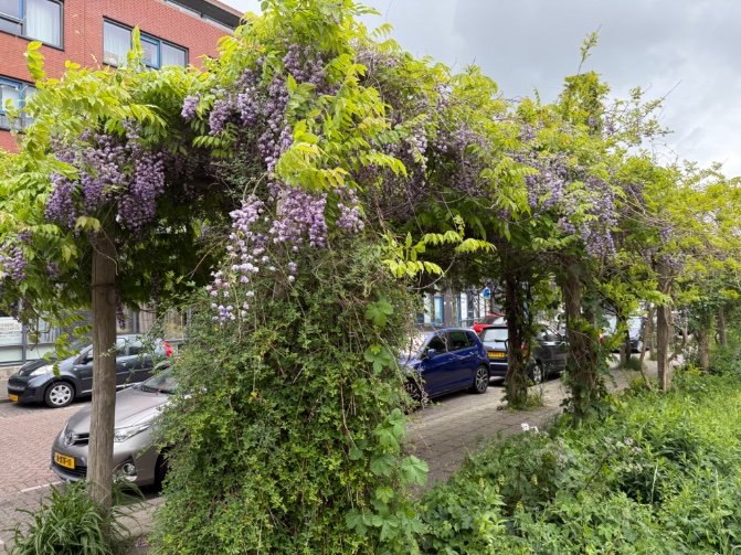 rinibiemans's tweet photo. Op het #oleanderplein kun je spreken van de groene golf… de zomerbloeiers komen eraan 😀🍀👊 Robert heeft weer heel wat paaltjes vernieuwd… #biocrow #stadsgeneeskunde #rotterdamzuid https://t.co/kA1qLMepfI
