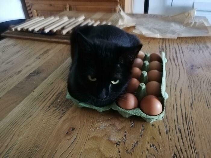 Black cats are not bad luck tweet media