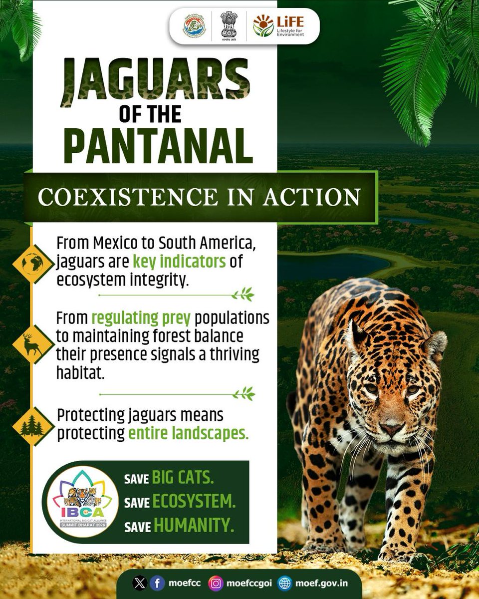 Silent, powerful, and vital to the balance of nature, jaguars are guardians of the wild. 

From protecting forests to sustaining entire ecosystems, their survival is deeply connected to ours. Through the IBCA Summit 2026, nations are coming together to strengthen global