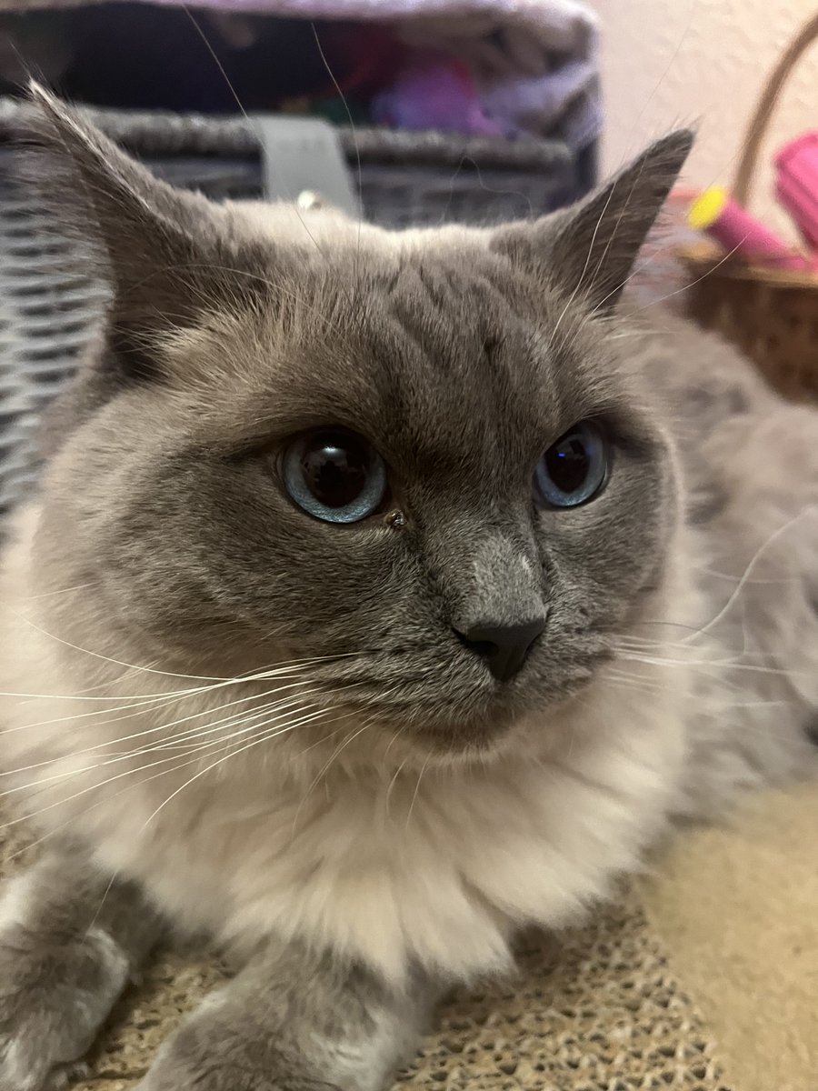 Happy 😃 whiskers Wednesday love 🥰 Boots xxxx #kittytwitter