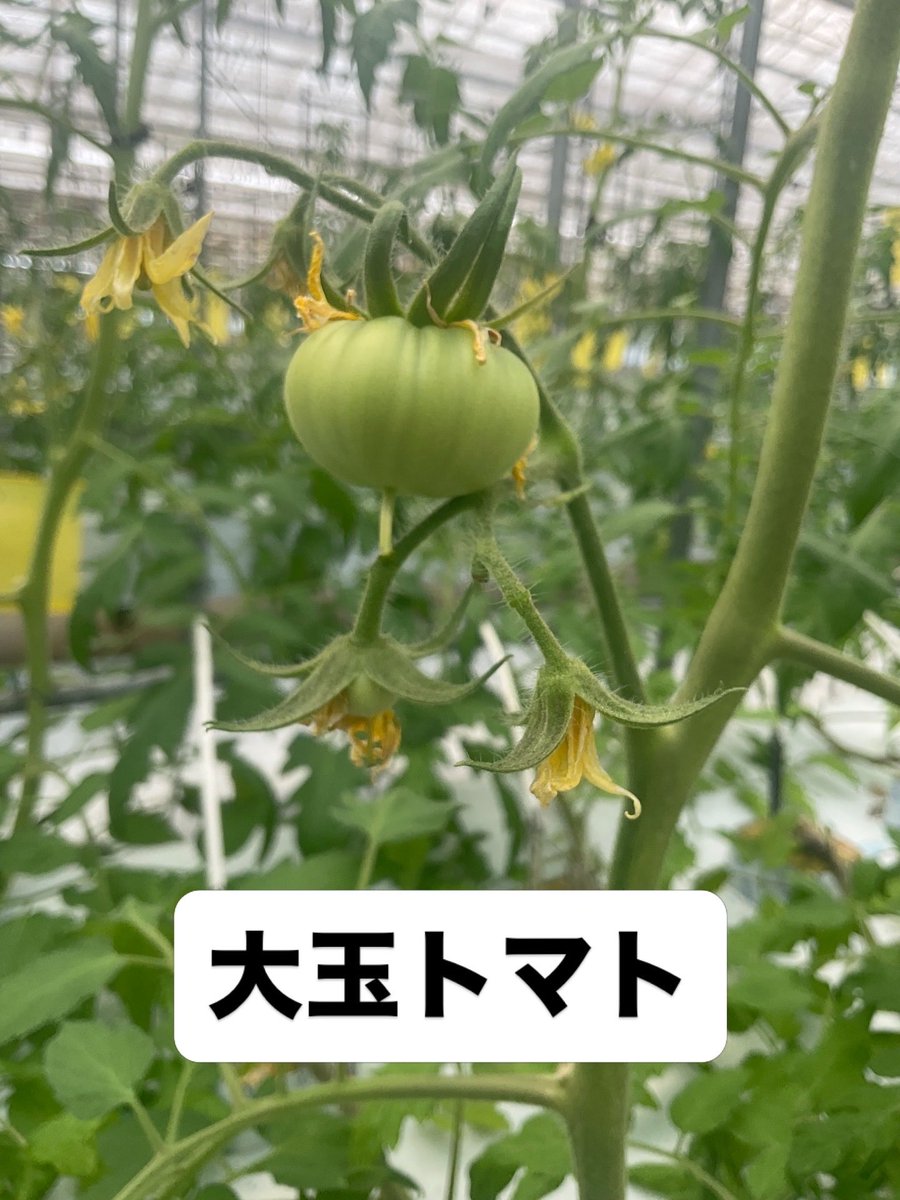 dadachi9's tweet photo. 段々実がついてきた。。今年のトマトは一味違うはず！ https://t.co/QvjPZHuKQy