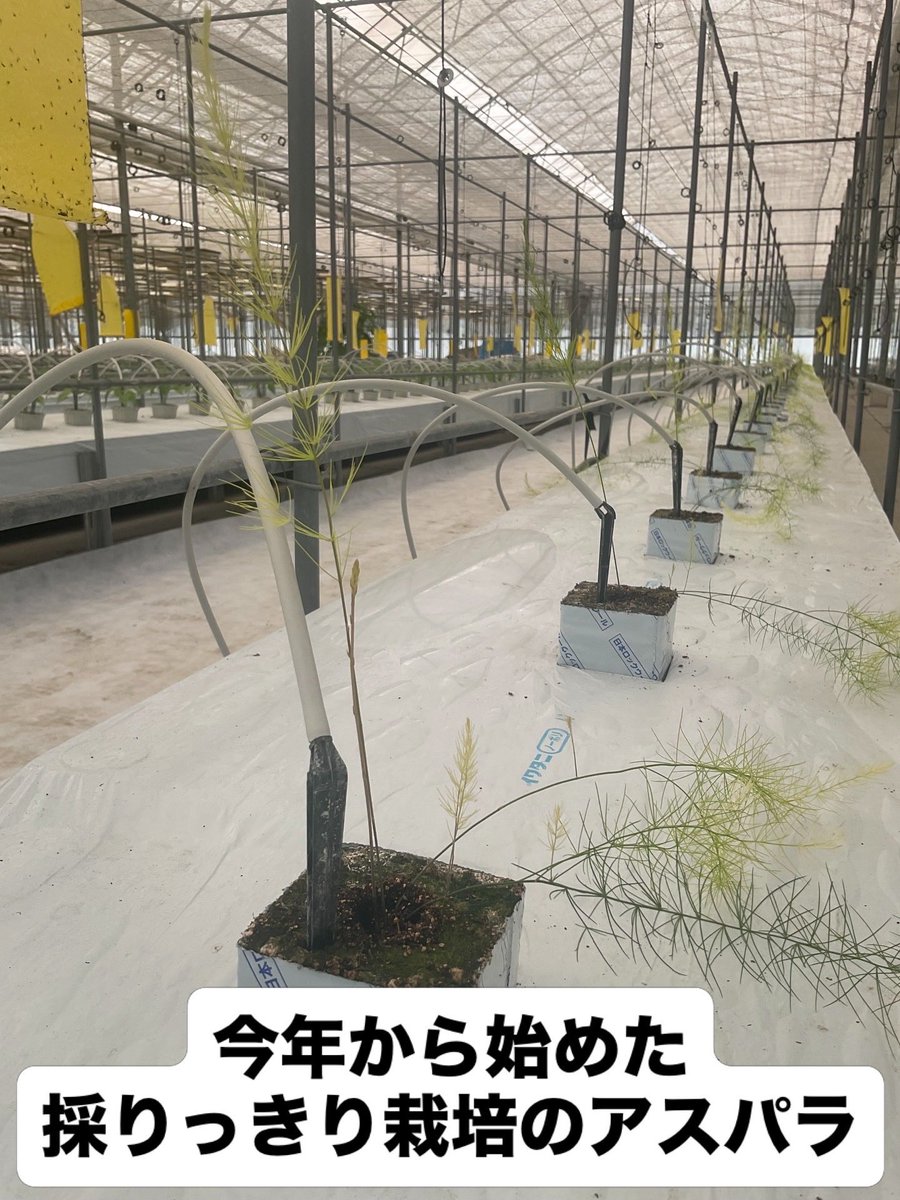 dadachi9's tweet photo. 段々実がついてきた。。今年のトマトは一味違うはず！ https://t.co/QvjPZHuKQy