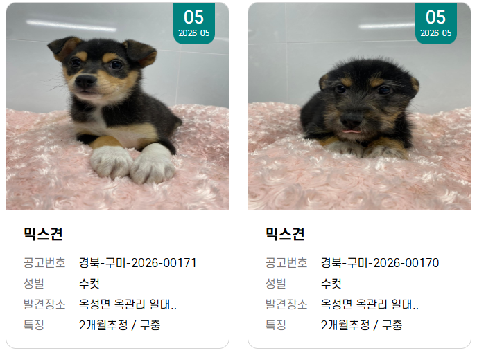 오늘의 강아지 추천 tweet media