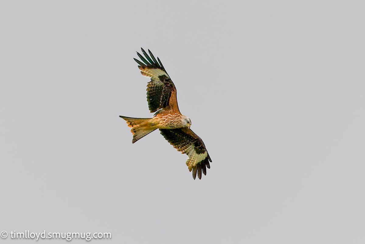 g6ued's tweet photo. Spotted this Red Kite over the main car park at @RSPBMiddleton yesterday.  This is the first time I've seen one there but I know there have been sightings in the past. 

@MercianBirding @Natures_Voice https://t.co/926bjVUNcj