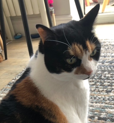 HRH Tilly Cat 🐈 🇺🇦🇺🇦🇺🇦🇮🇪🇮🇪🇮🇪 tweet media