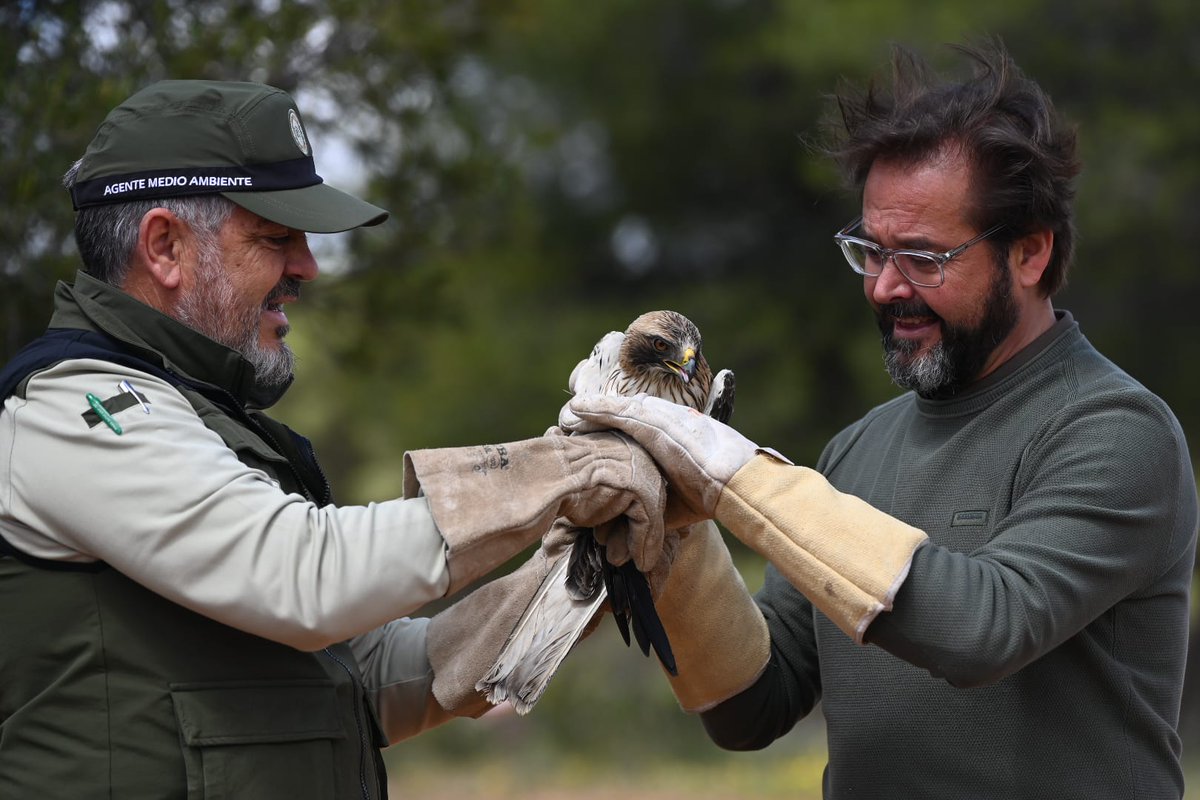 JuntaGranada's tweet photo. El delegado del Gobierno @agranados6957, acompañado por el director de @alhambracultura, Rodrigo Ruiz-Jiménez, participa en la liberación al medio natural de un ejemplar de águila calzada, recuperado en Centro de Recuperación de Especies Amenazadas “El Blanqueo” de Pinos Genil https://t.co/31cIScpKWz