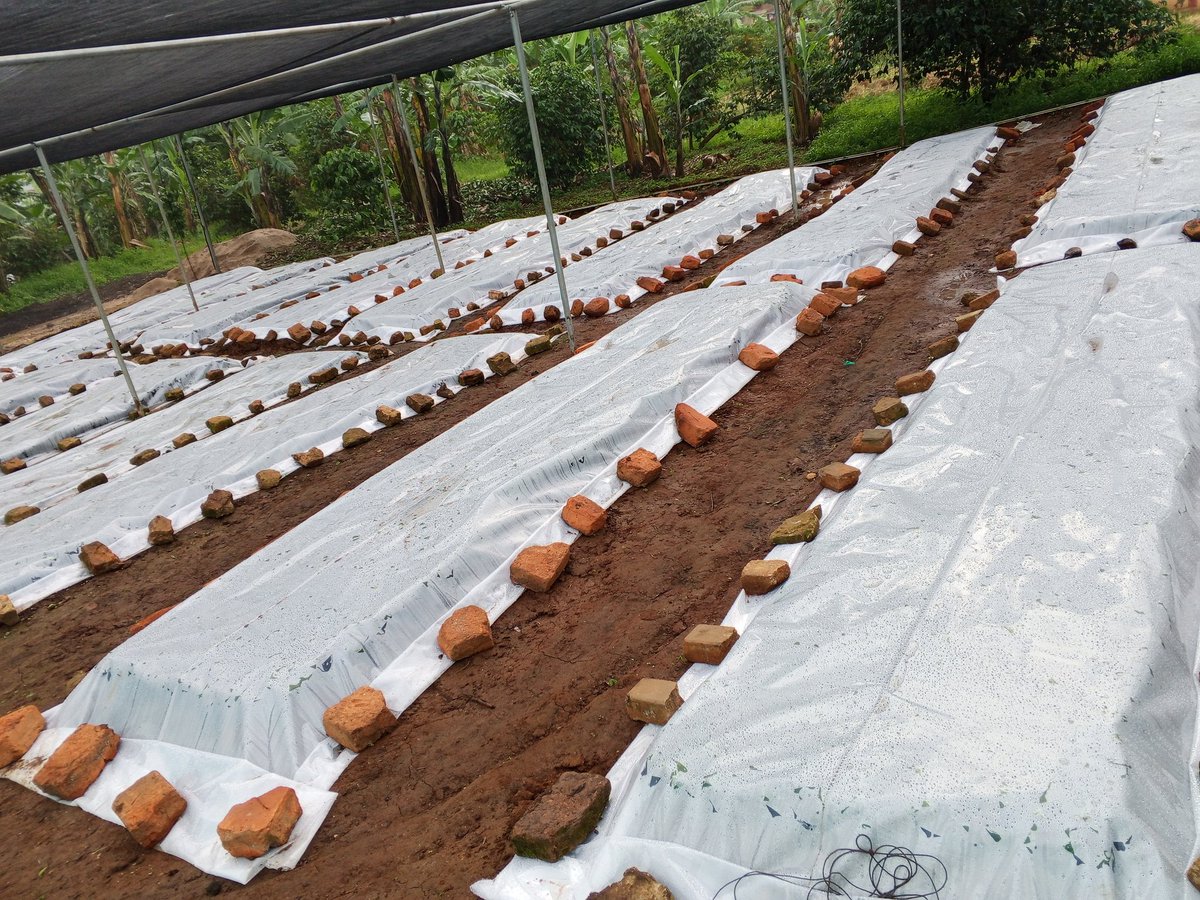 ezra_kanjungu's tweet photo. Climate change refers to the long-term alterations in average weather conditions. This is largely driven by human and natural factors which negatively affects coffee production at different stages of growth. @CoRubanga we offer Climate-Smart resilient coffee varieties. Order now. https://t.co/9BVp05HcmX