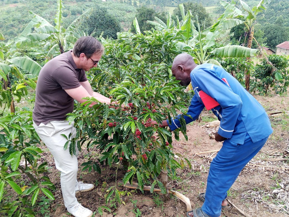 ezra_kanjungu's tweet photo. Climate change refers to the long-term alterations in average weather conditions. This is largely driven by human and natural factors which negatively affects coffee production at different stages of growth. @CoRubanga we offer Climate-Smart resilient coffee varieties. Order now. https://t.co/9BVp05HcmX