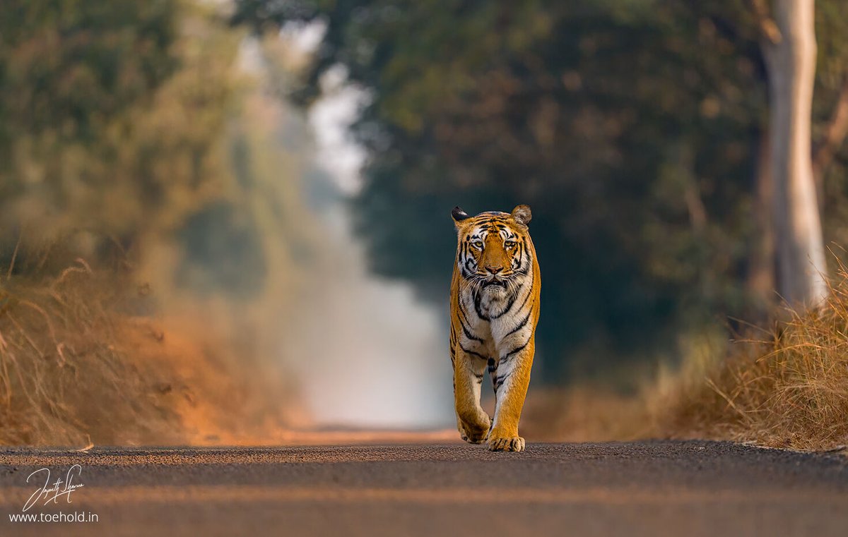 Jayanth Sharma tweet media