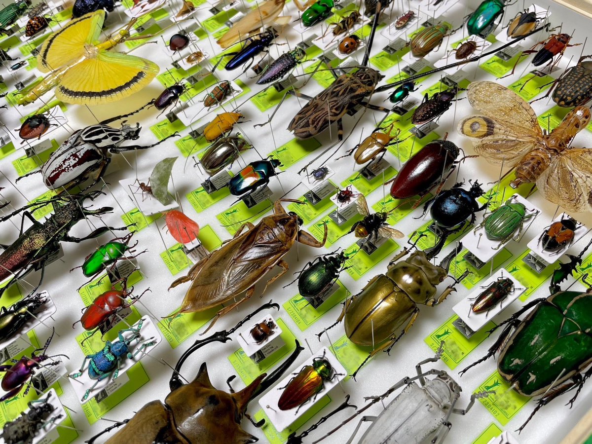 INSECTARIA -インセクタリア- tweet media