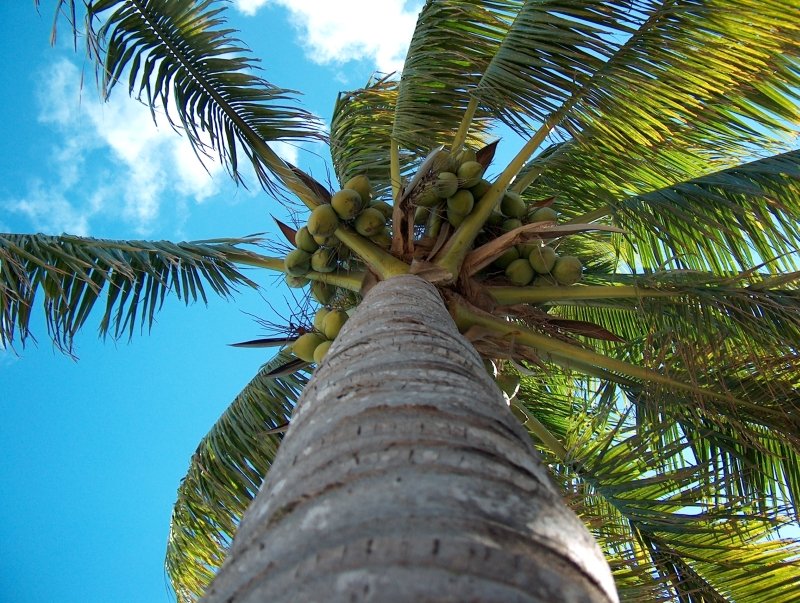 Mauritius Island tweet media