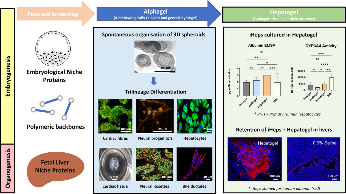 MaterFutures's tweet photo. Paper in Materials Futures, "A clinically defined and xeno-free hydrogel system for regenerative medicine" #MaterialsFutures |   ➡️ https://t.co/gCNl2xVavl
@IOPPublishing
@IOPmaterials https://t.co/syd8y5YirD