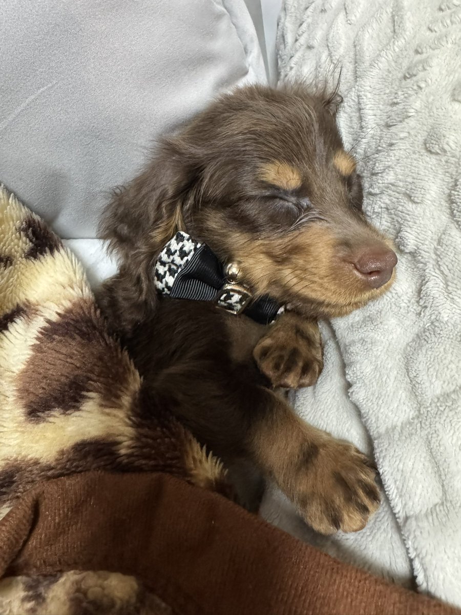 nme0378's tweet photo. もうすぐ5ヶ月🐶💕
お迎えしてもうすぐ3ヶ月🏠❤️
甘えんぼで毎日大変だけど可愛い♡♡
出会ってくれてありがとう❤️
これからも沢山楽しいことしようね💓
だーいすき🤭💕
 #ミニチュアダックスフンド
 #愛犬の日 https://t.co/9XPrf2XdXA