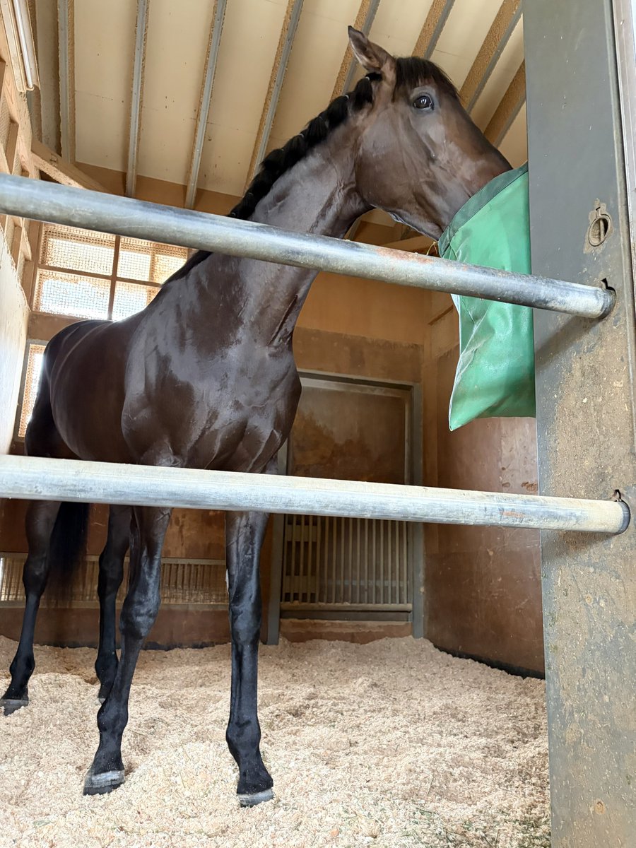競馬ブックネットSHOP tweet media