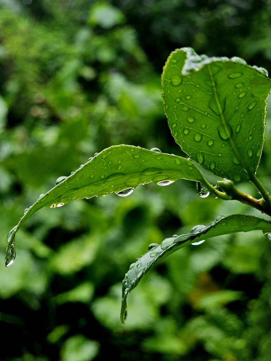 AndrewBrindle2's tweet photo. the quiet
of afternoon rain
calming the mind
#haiku https://t.co/BYcnm78KyW