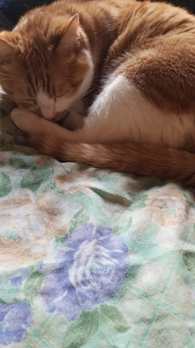 まだお昼寝中😽💤✨