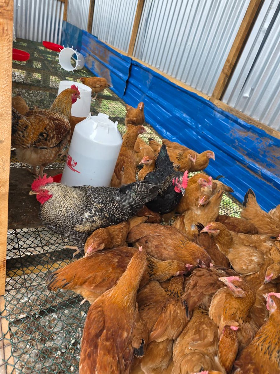 FAOKenya's tweet photo. @FAO promoting school-based food production for nutritious school meals in Kajiado &amp; Embu Counties through a @UN joint Programme funded by @SwedeninKE  
#4better
 Production, Better Nutrition &amp; a Better Life. https://t.co/6EXOyRBhuy
