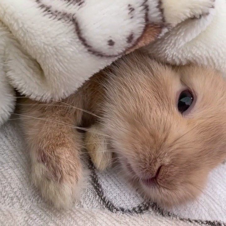 popularrabbit's tweet photo. Beautiful bunny https://t.co/6JQishLMcO
