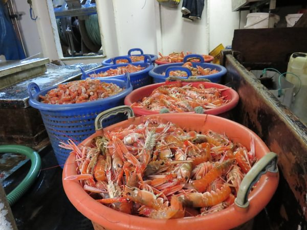 fisheriesappg's tweet photo. There’s still time to have your say on @ScotGov’s consultation on its proposed #Nephrops Fisheries Management Plans (#FMPs). Open until 17 June, responses can be made through email, post, or an online questionnaire. Find out more here: https://t.co/eYYoSrYL1v https://t.co/uSxhyKkuPd