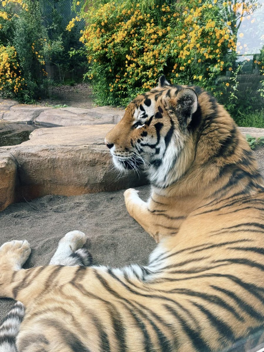 j_srkw's tweet photo. 実家の猫より大人しかった虎と
延々動き回ってたマヌルネコ
かわいい https://t.co/esL2GWMpYj