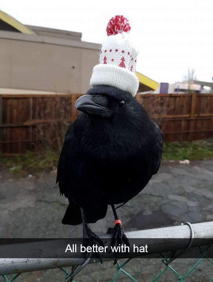 Raven tweet media