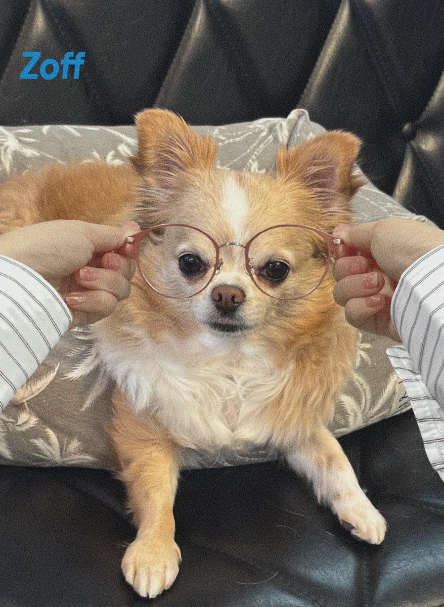 の🐕. tweet media