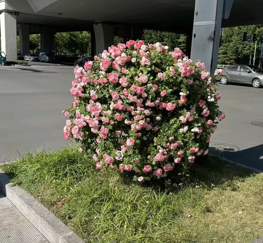 zhuo💙️ @卓 tweet media