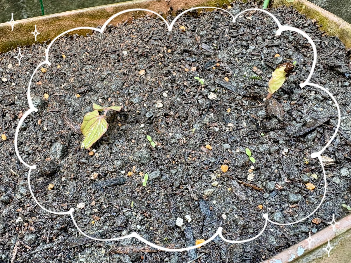 chi0114's tweet photo. 芽が出たよー🌱✨あといくつ出るかなー？
#アサガオ #成長記録 https://t.co/0KyuDfIJ1P