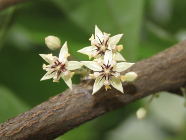 Pollinators tweet media