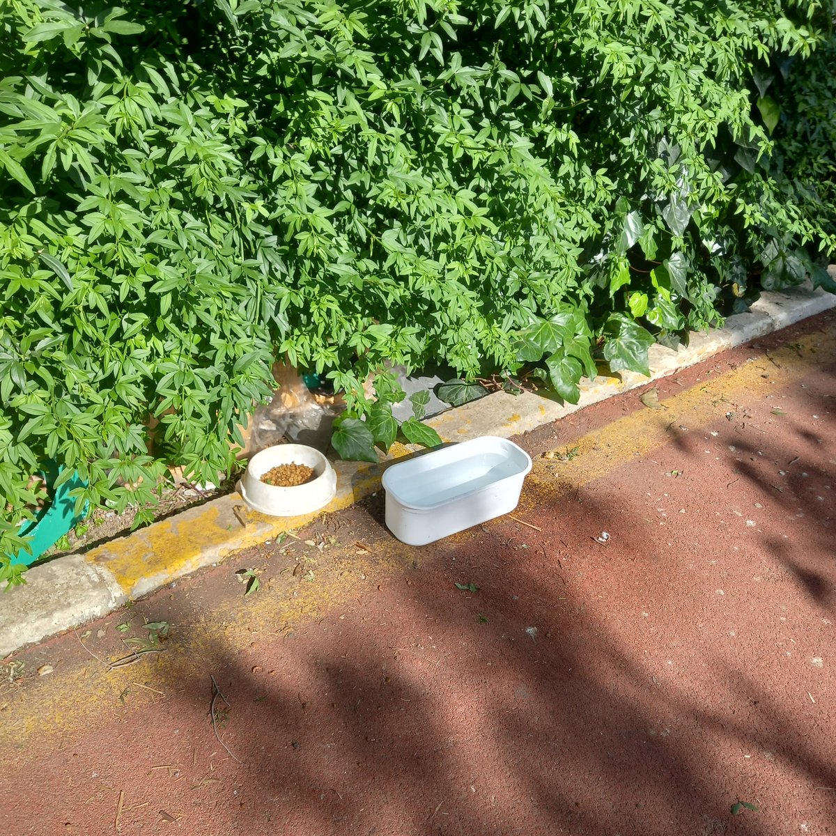 sezenn_bc's tweet photo. Yürüyüş parkurunda kötü bir koku ve görüntü kirliliği var.Sokaklar yeterince can sıkıcı zaten burda huzur bulalım.Kediler ev yapmadan da sokakta yaşayabilcek canlılar.Bu evleri toplamanız gerekirken aksine siz getirip koymuşsunuz.@torbalibelediye @KediTehlikesi https://t.co/eAtZhdjJxt