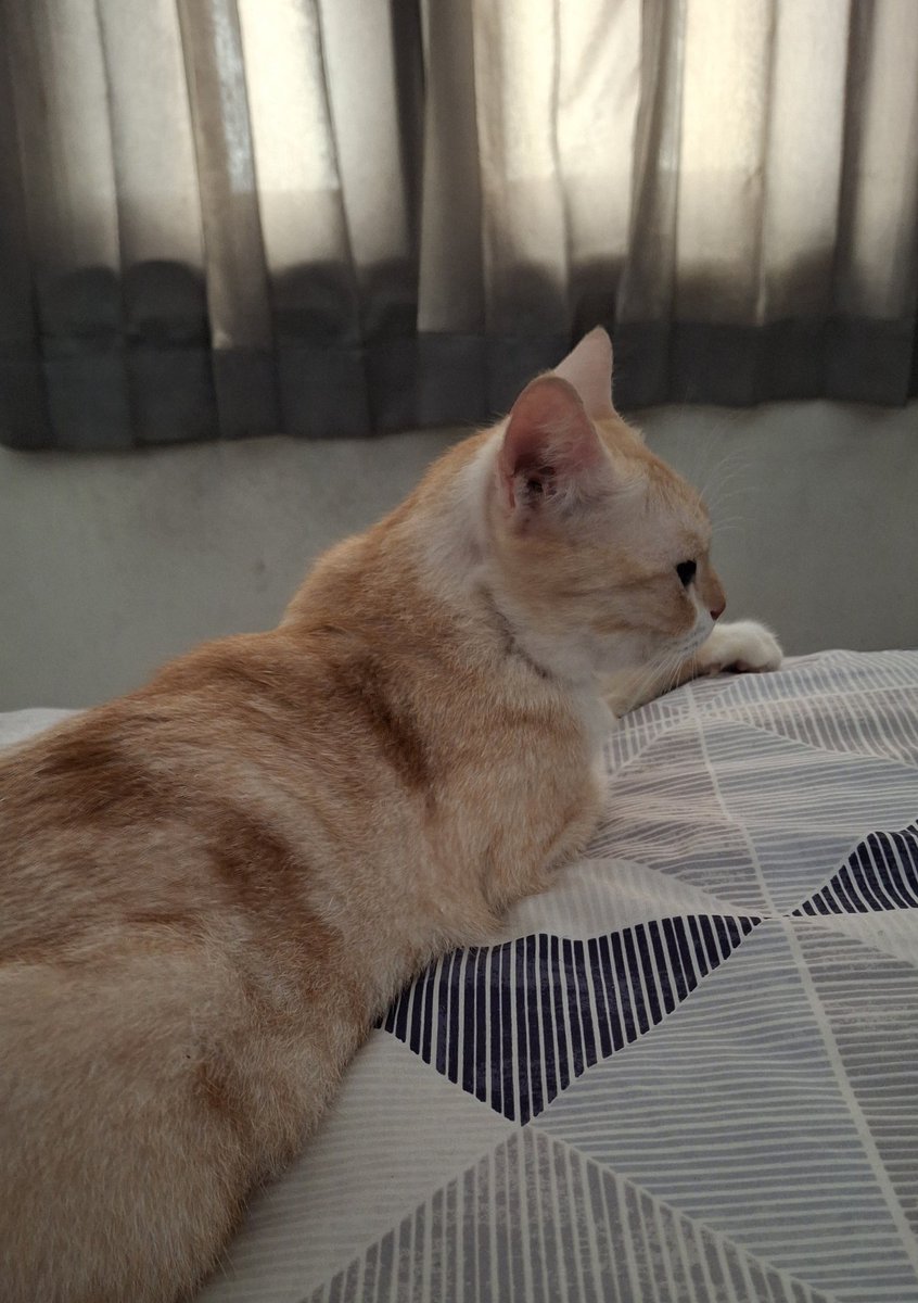 hellokimmi_'s tweet photo. Ada yg pundung gara2 ga dibolehin main ke luar 😼 https://t.co/sWozbhZ5tW