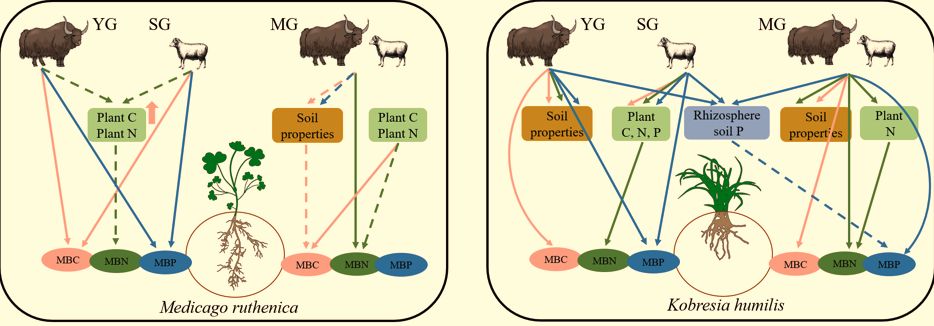 Functional Ecology tweet media