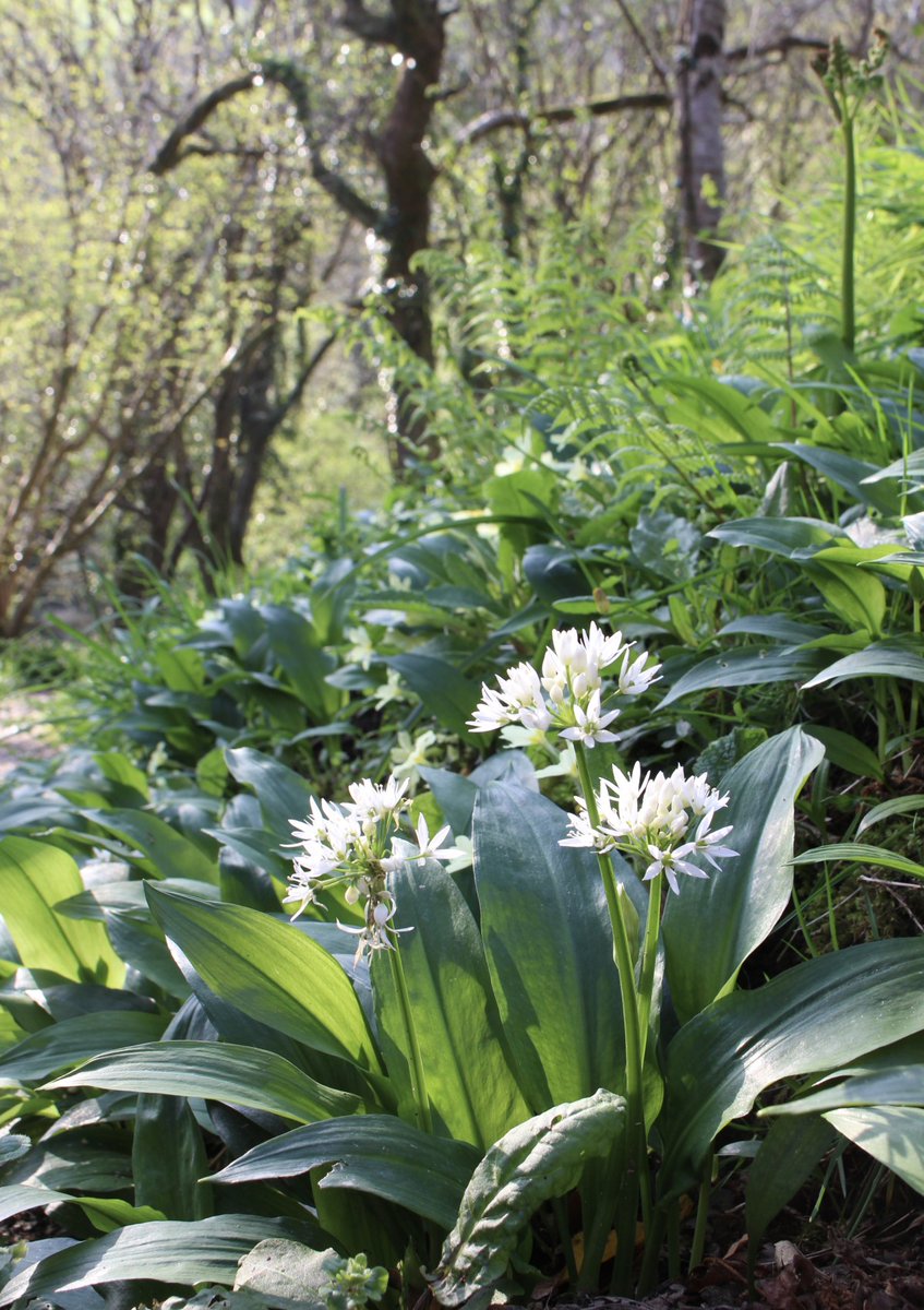 National Plant Monitoring Scheme tweet media