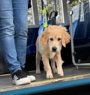 chorleyguidedog's tweet photo. This little puppy is experiencing bus travel with his puppy raiser.  Could you be a puppy raiser?  Go to https://t.co/PBEb5hMWp1 for more information.

 #Chorley #GuideDogsUK #GuideDogs #GuideDogsForTheBlind https://t.co/WTOLXiX4sl