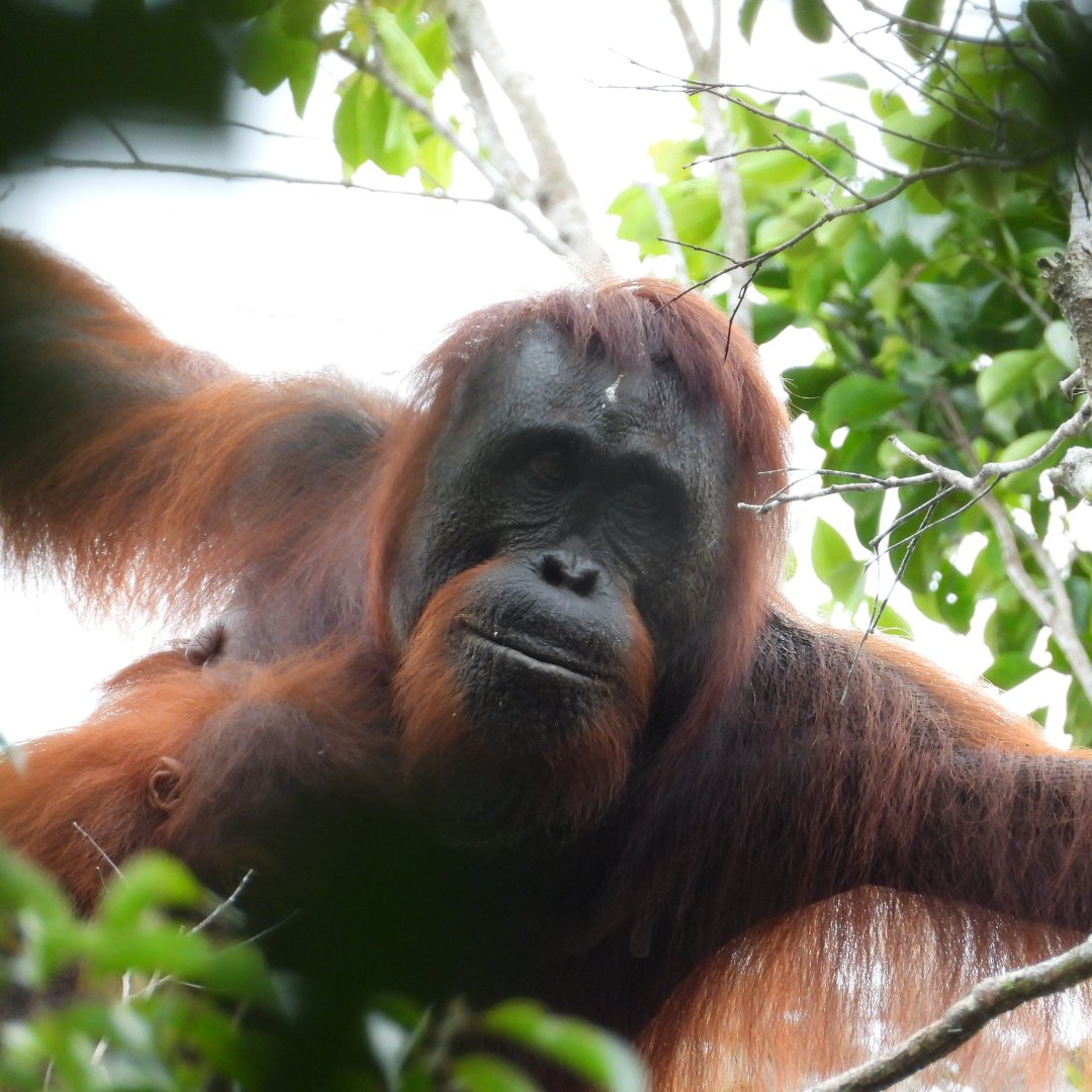 KMPEnglish's tweet photo. 🦧KMP protects a vast area of peat swamp forest that acts as a corridor for wildlife.

Since monitoring began, over 100 threatened species have been recorded across the project landscape — including critically endangered and endemic species.

#KMP #Biodiversity https://t.co/840llskmFr