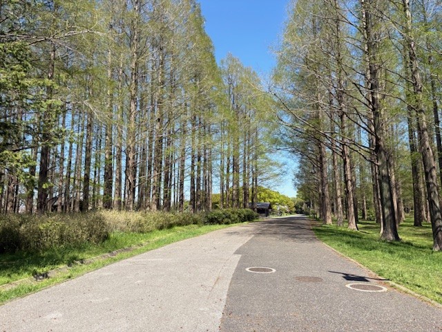 sanyu1985's tweet photo. 🌸春を感じに水元公園へ
葛飾区にある23区最大級の公園で、桜と水辺に癒されてきました。
芝生でのんびり、散歩やBBQも楽しめる都会のオアシス。
都会に疲れた方におすすめです！ https://t.co/EhHrVAb4Si
