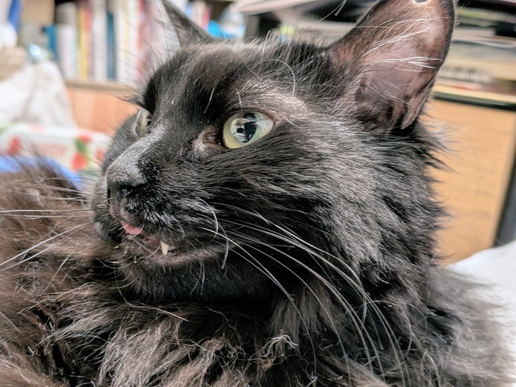 松子 in くろのそしき支部🐈‍⬛🐈‍⬛🖤 tweet media
